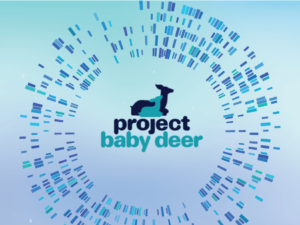 Project Baby Deer