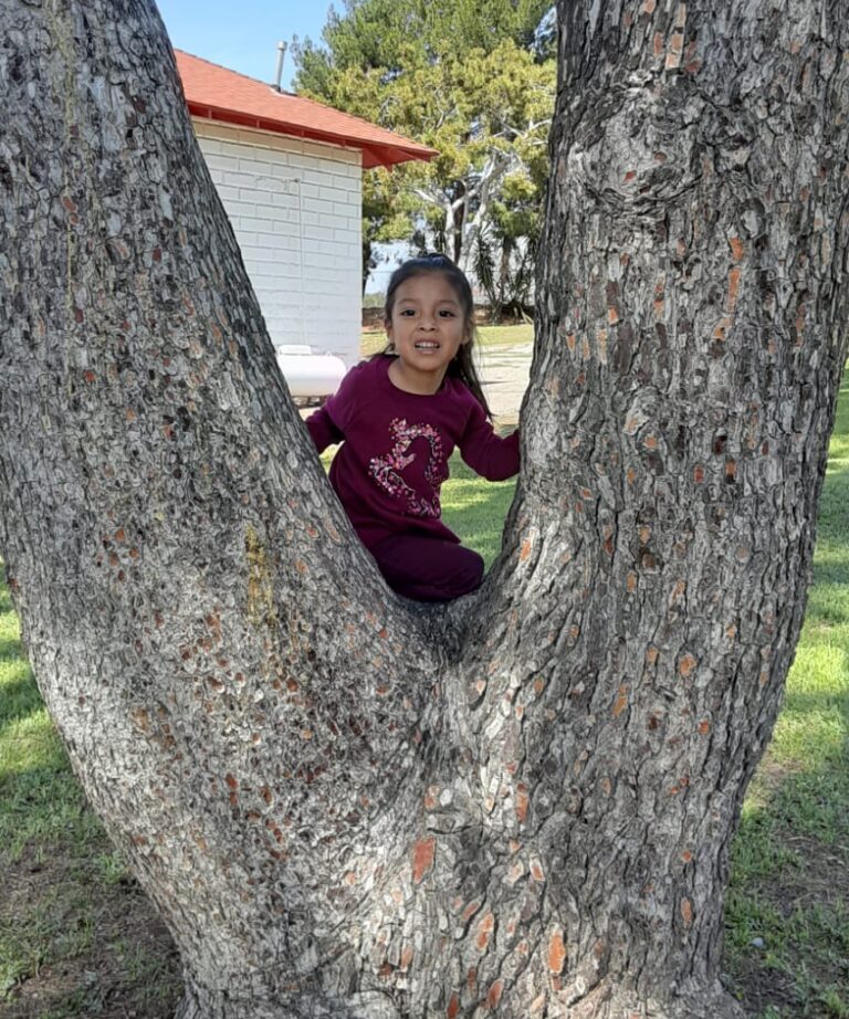 Sebastiana in tree